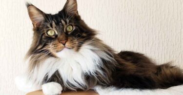 Long-Haired Cat Breeds