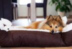 Top 10 Heated Dog Beds Of 2023 to Keep Your Dog Cozy