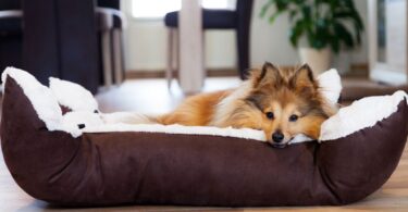 Top 10 Heated Dog Beds Of 2023 to Keep Your Dog Cozy