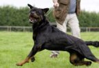 The Truth About Dangerous Dog Breeds: Separating Fact from Fiction