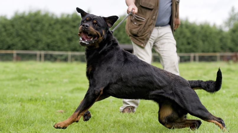 The Truth About Dangerous Dog Breeds: Separating Fact from Fiction